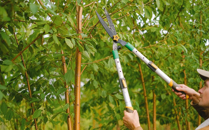 Tree trimming in Oilmont, MT