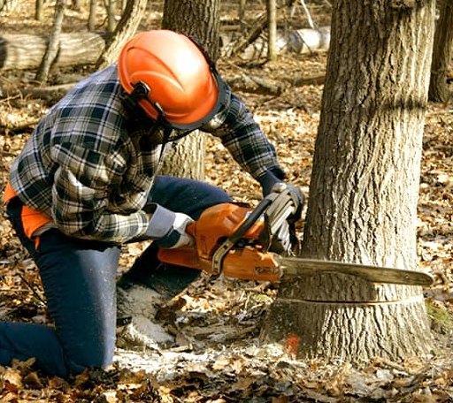 Tree Removal in Oilmont, MT